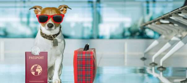 Warum sollten Sie in Betracht ziehen mit Haustieren im Privatjet zu reisen?